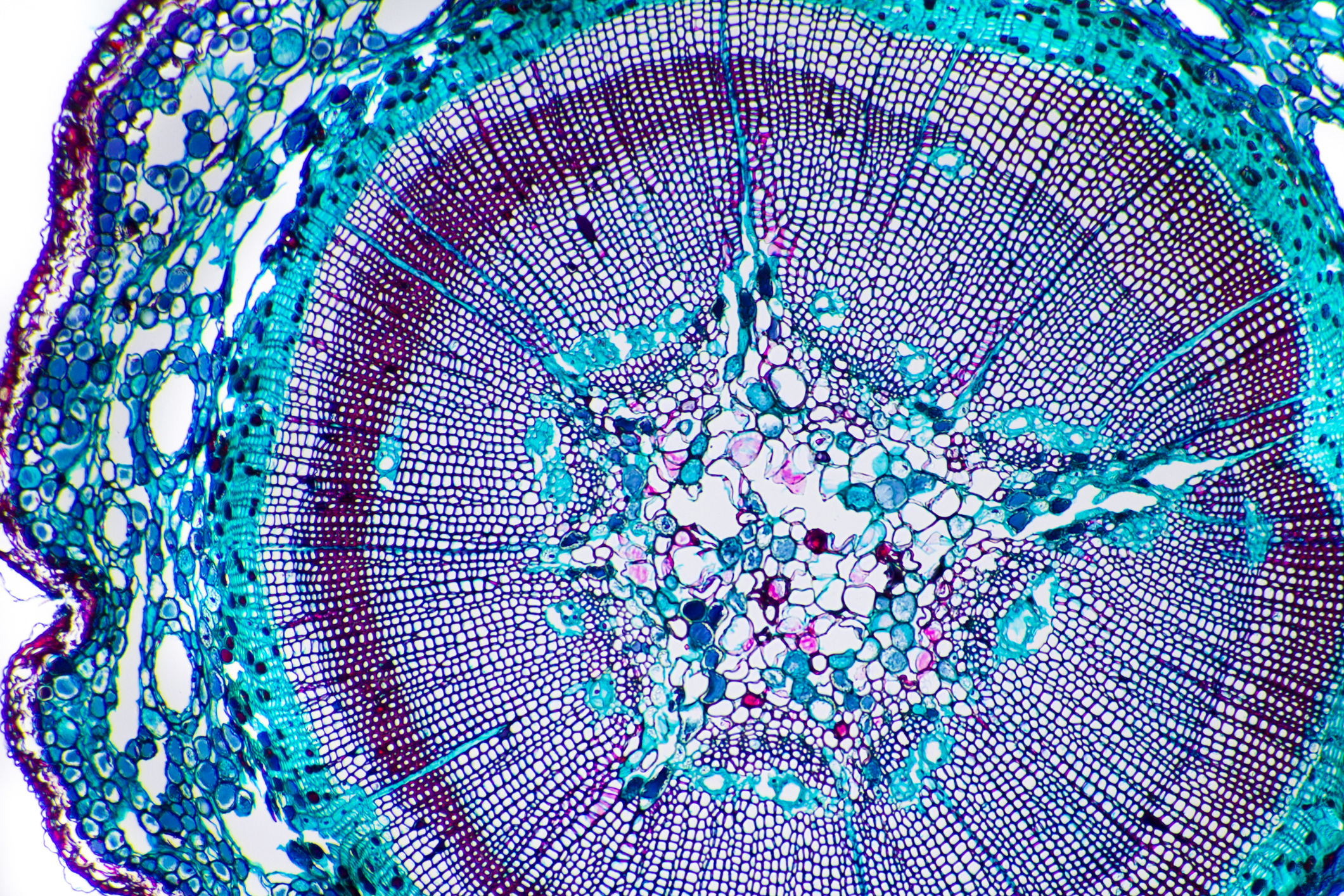 GettyImages-587816032