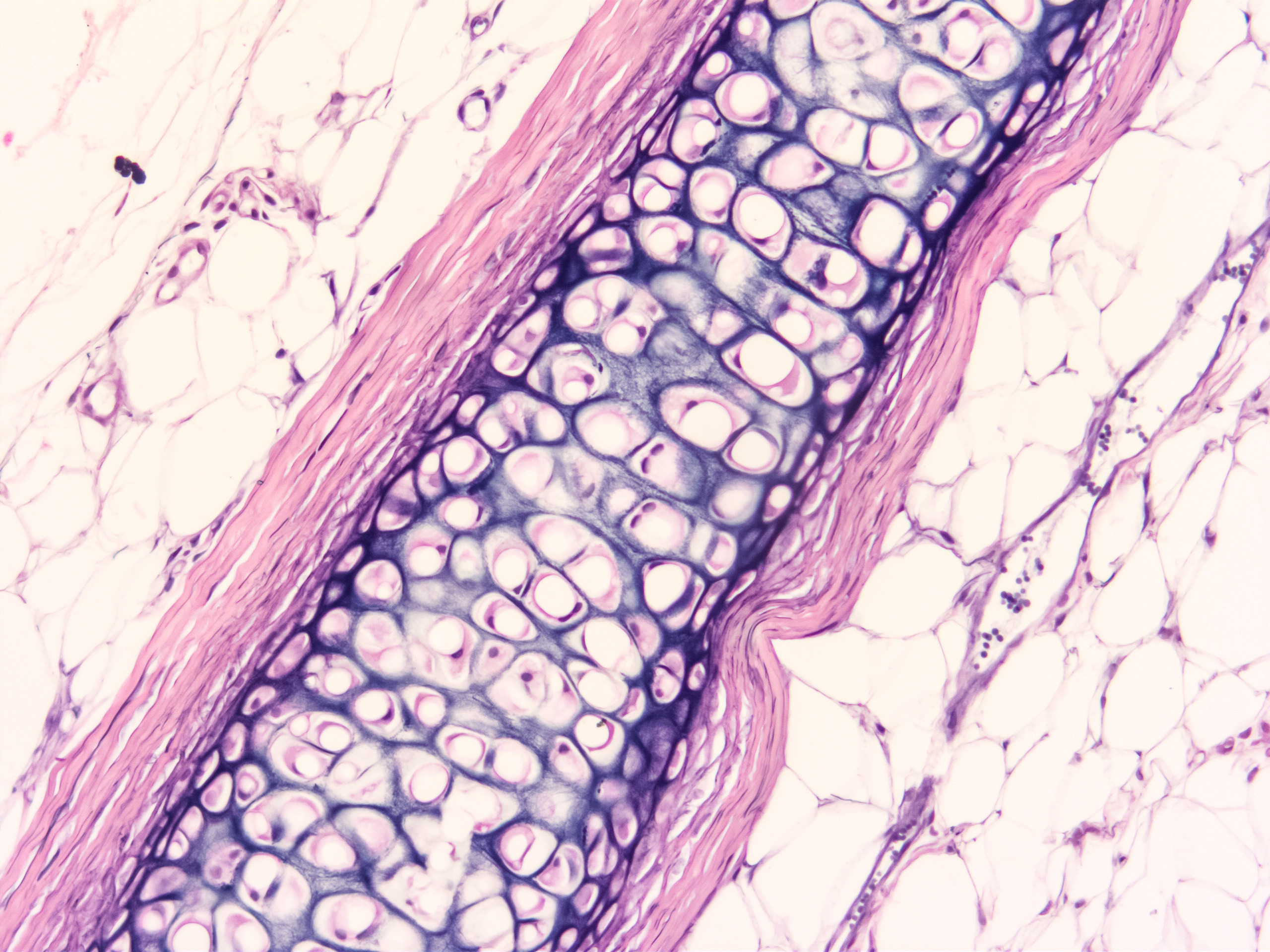 AdobeStock_649258594