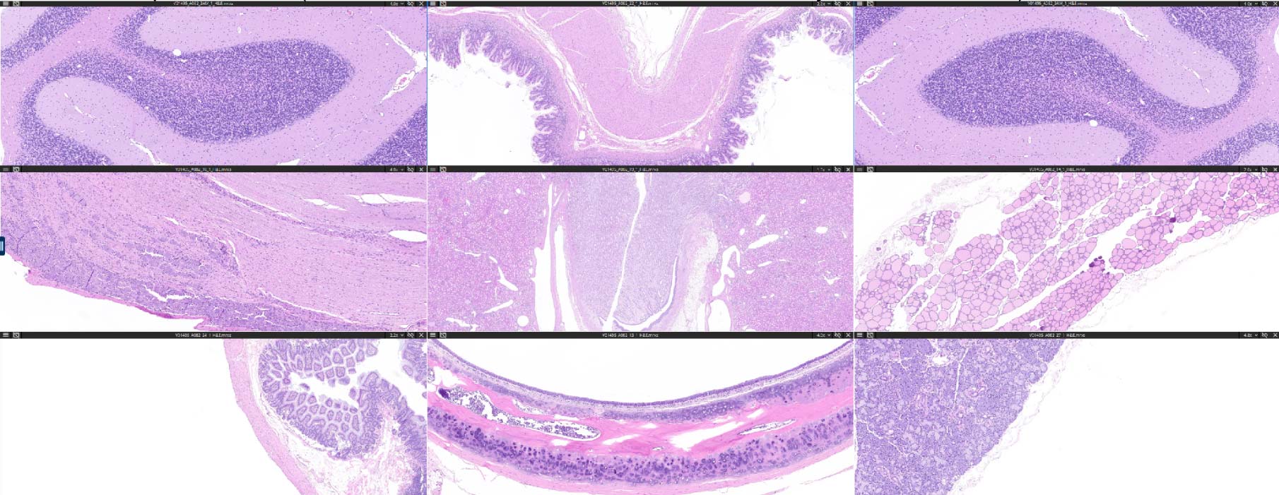 h-and-e-histopathology