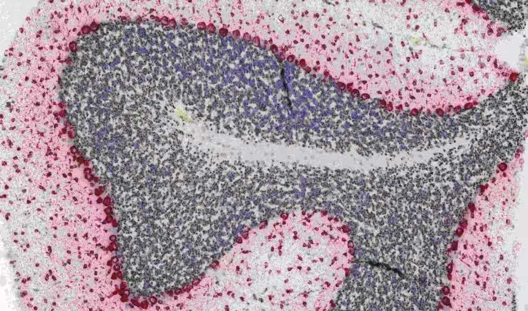 histology-duplex-ish