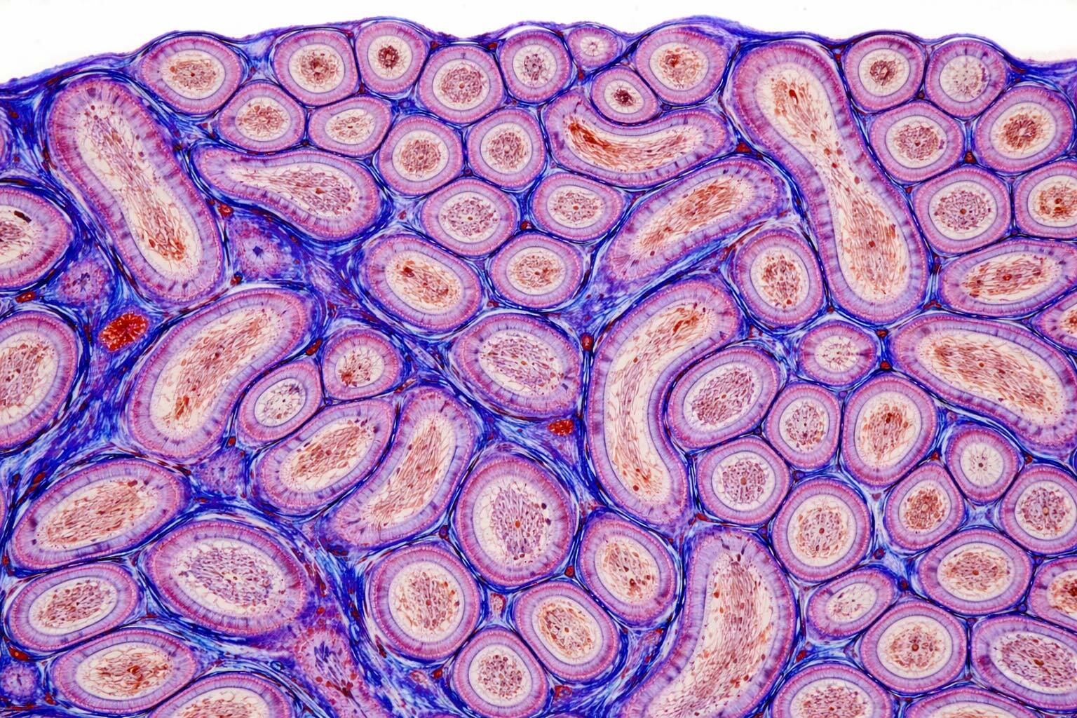 histology-research-1