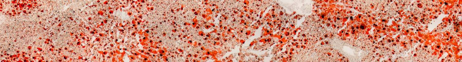 histology-research-horizontal2