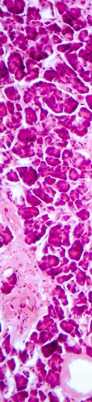 histology-slide-tall