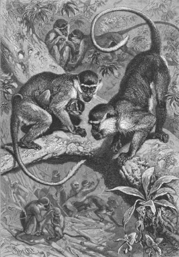 African Green Monkeys