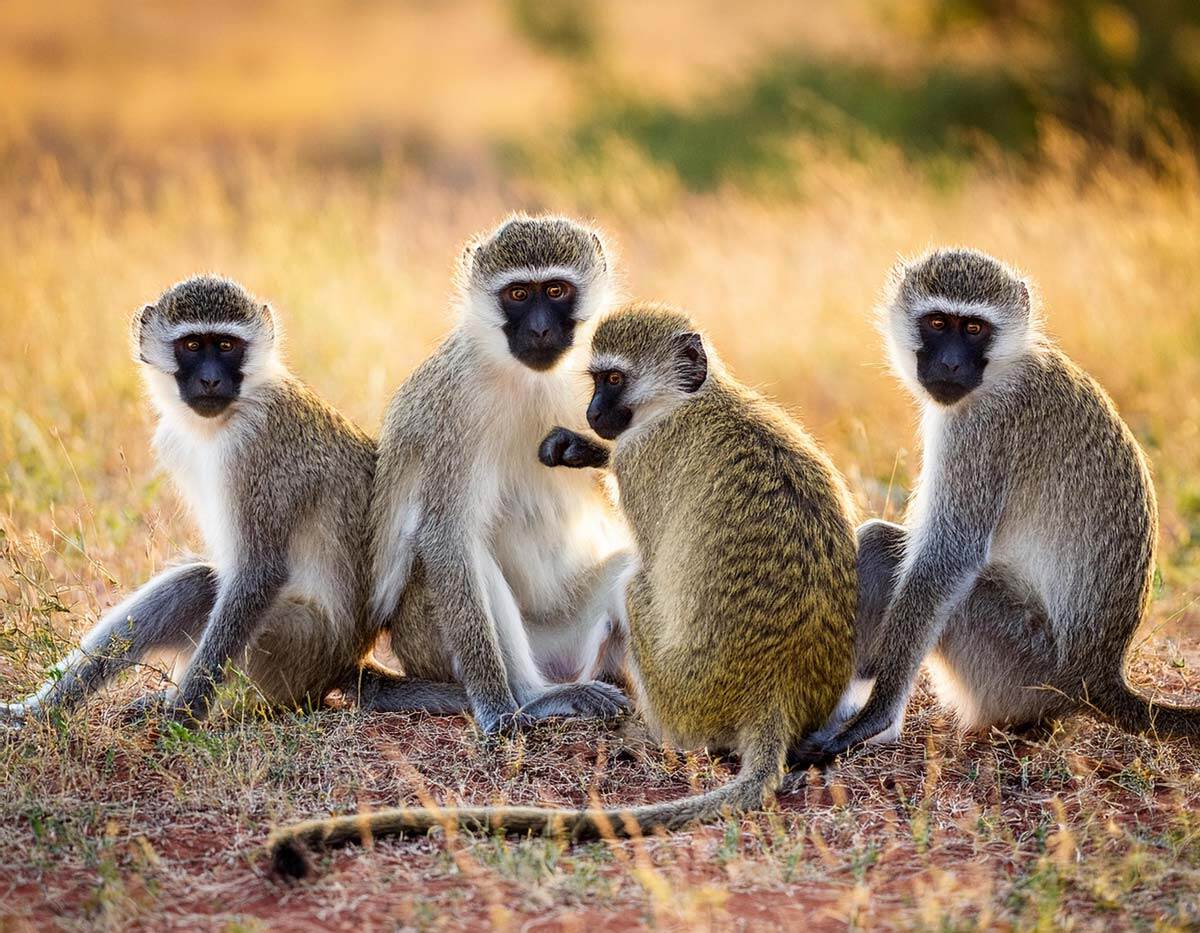 vervet-monkey-group