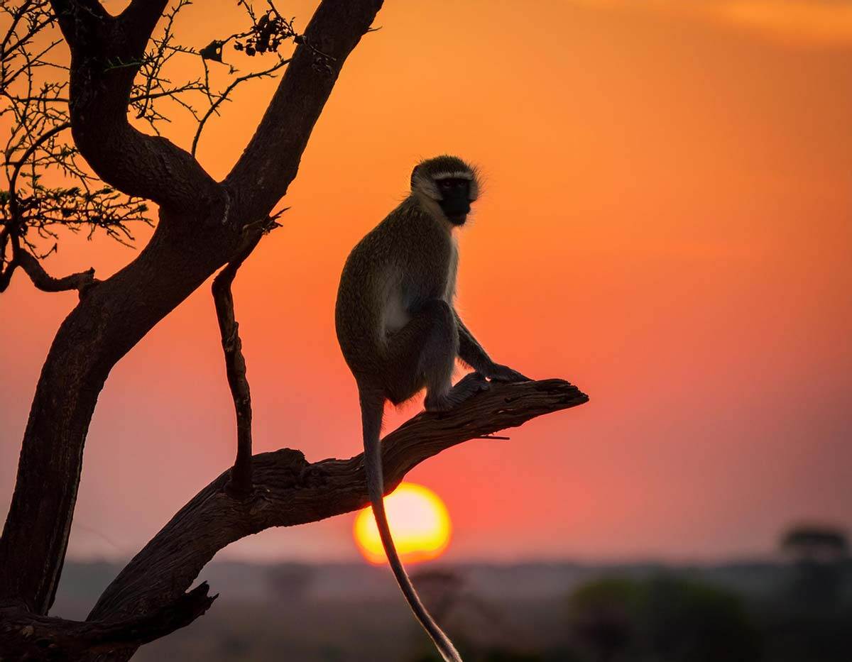 vervet-monkey-sunset