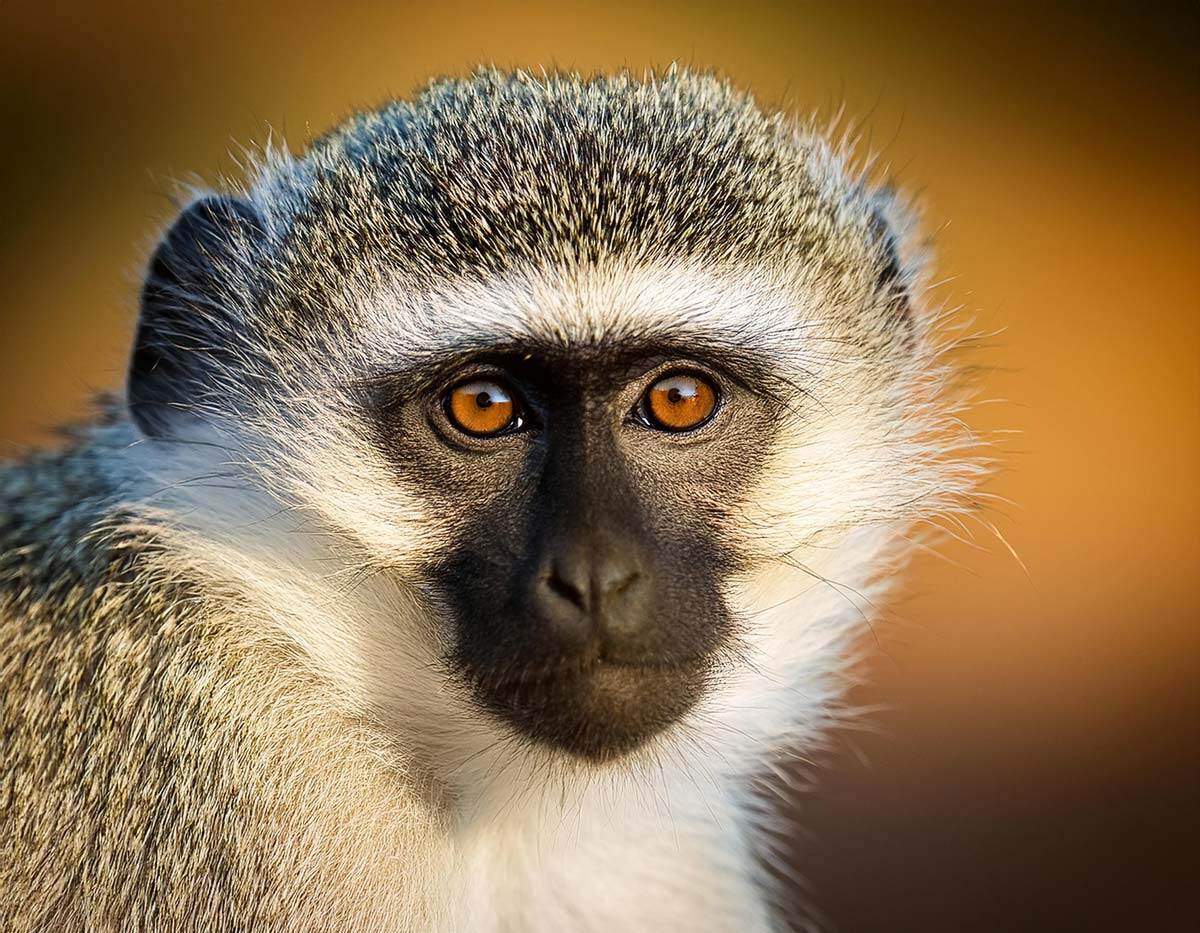 vervet-monkey
