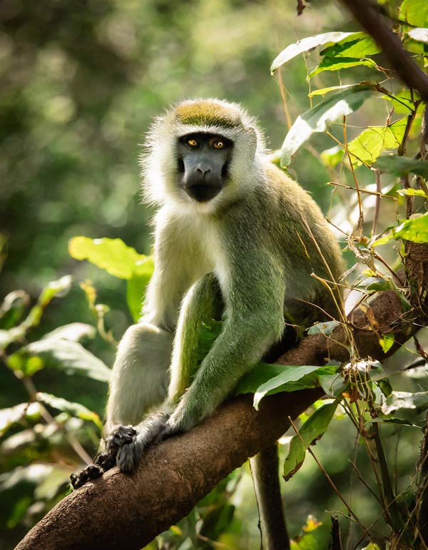 An African green vervet monkey